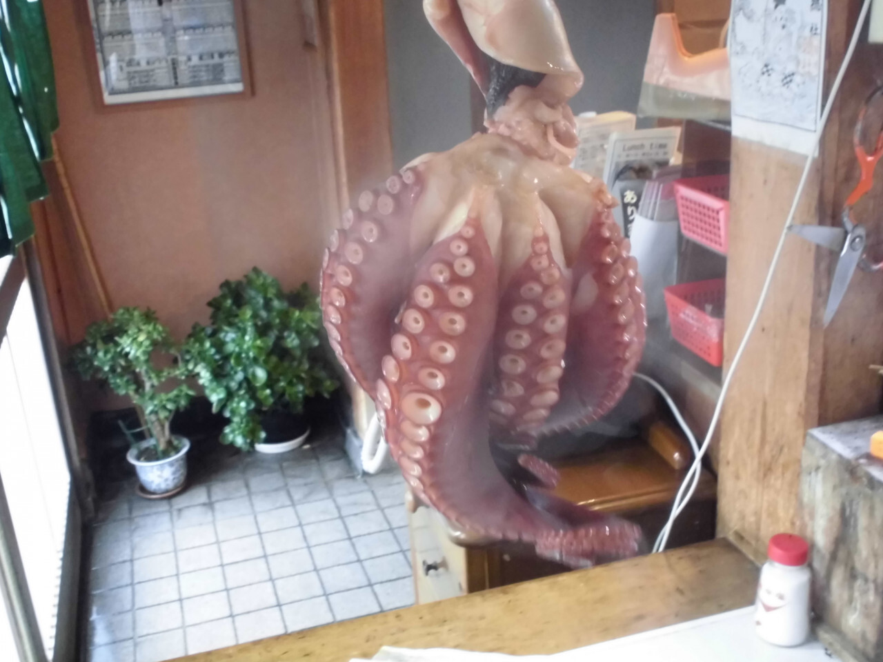 문어 삶는법