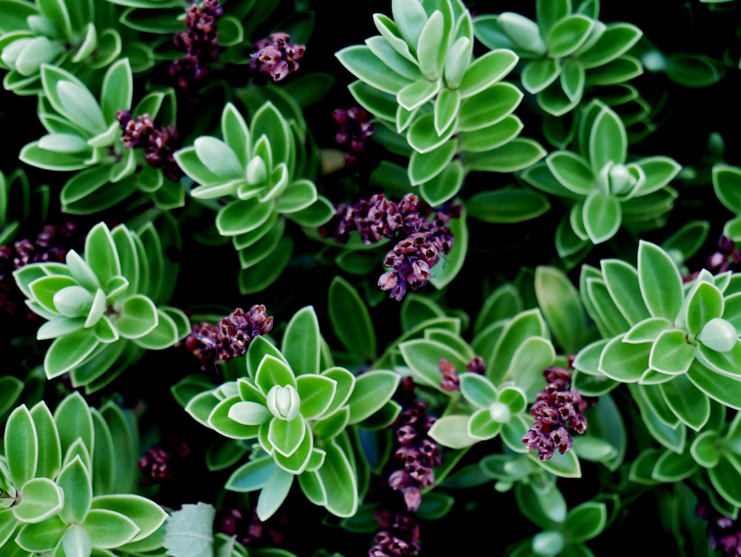 Succulent.