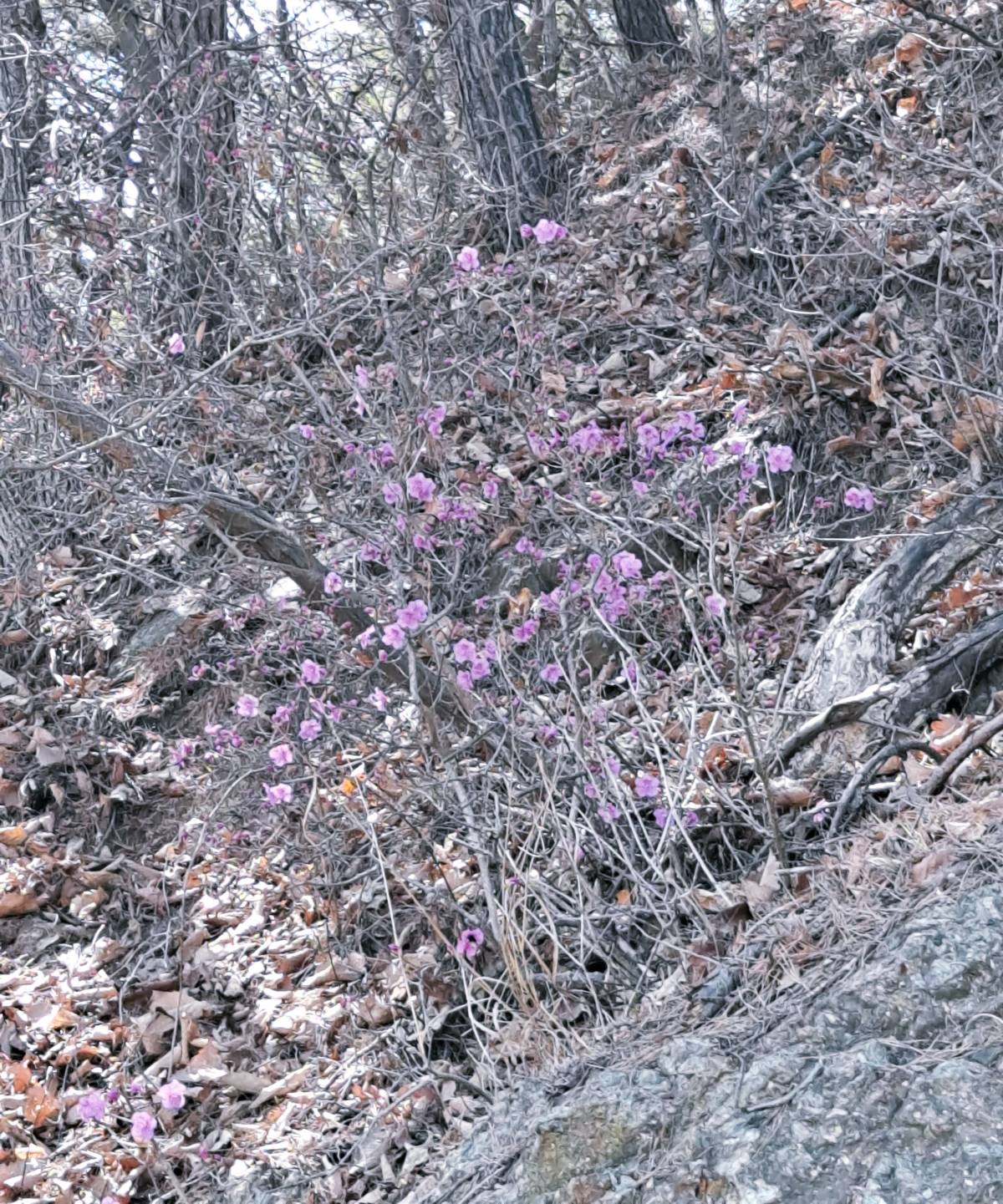 언덕 진달래 클로즈업