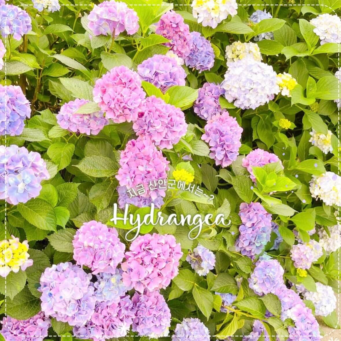 도초도 수국축제