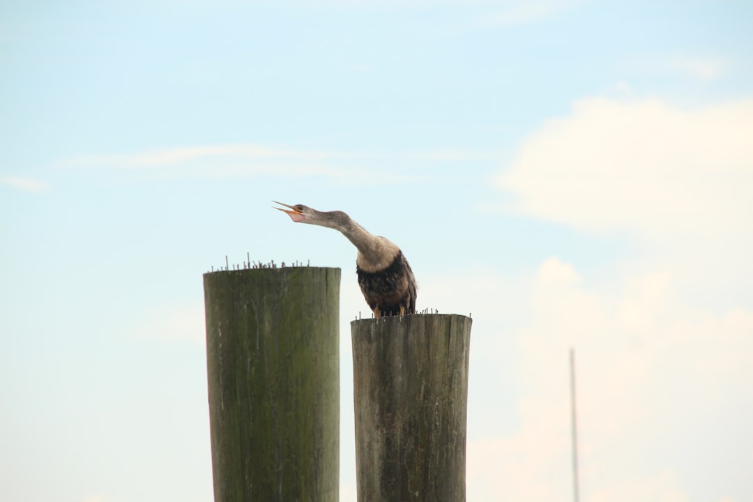 Flying Yoga