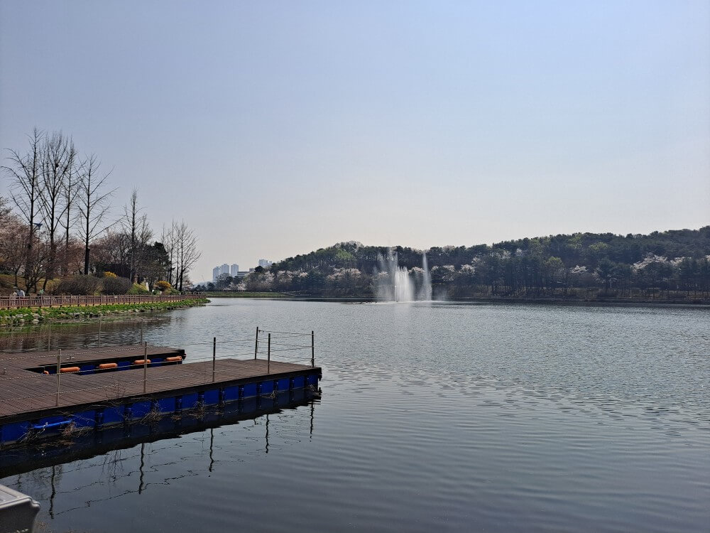 이천설봉공원벚꽃