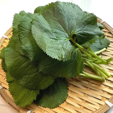 곰취 먹는방법 쌈 무침 장아찌 만드는법 요리 데치는방법_20