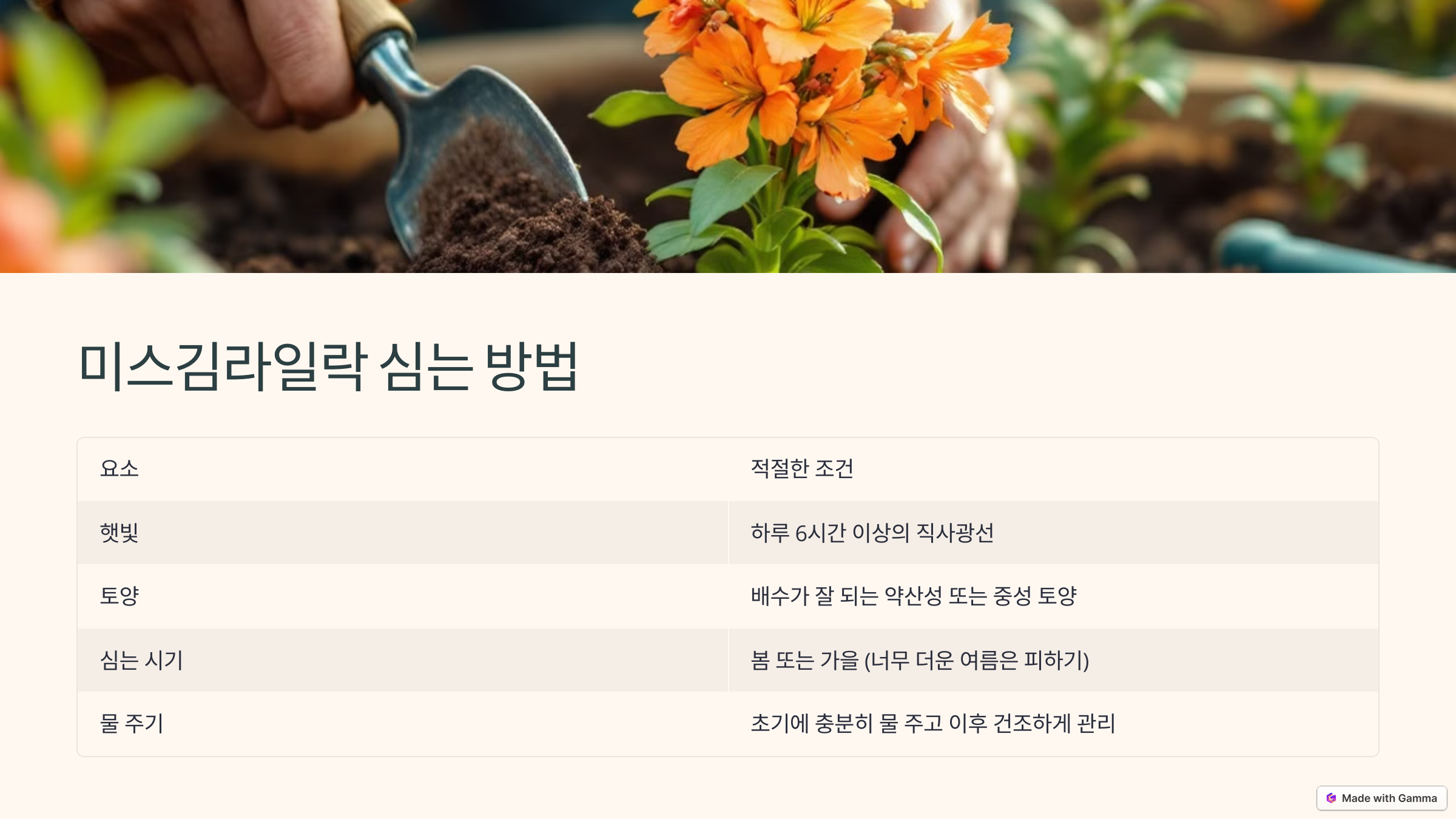 미스김 라일락 사진