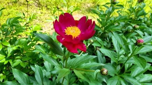 작약-재배법-생태특성-개화시기-꽃말