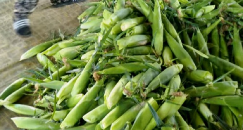 극한직업-괴산-가마솥-옥수수-두천농장