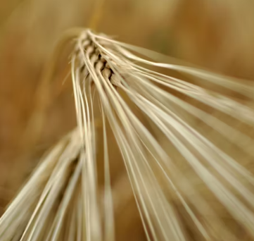 카무트 효소 효능 및 먹는법 총정리