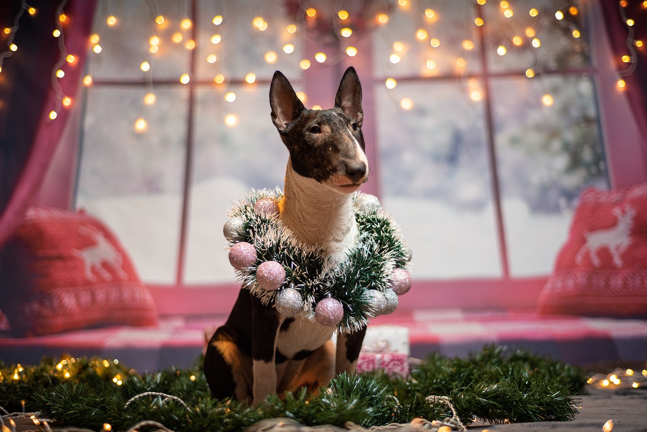 불 테리어(Bull Terrier)4