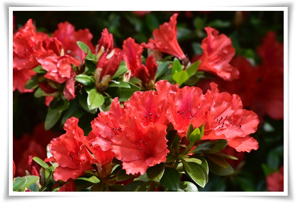 "진달래꽃" 나보기가 역겨워 가실 때에는 ... 봄을 알리는 분홍빛 향연!