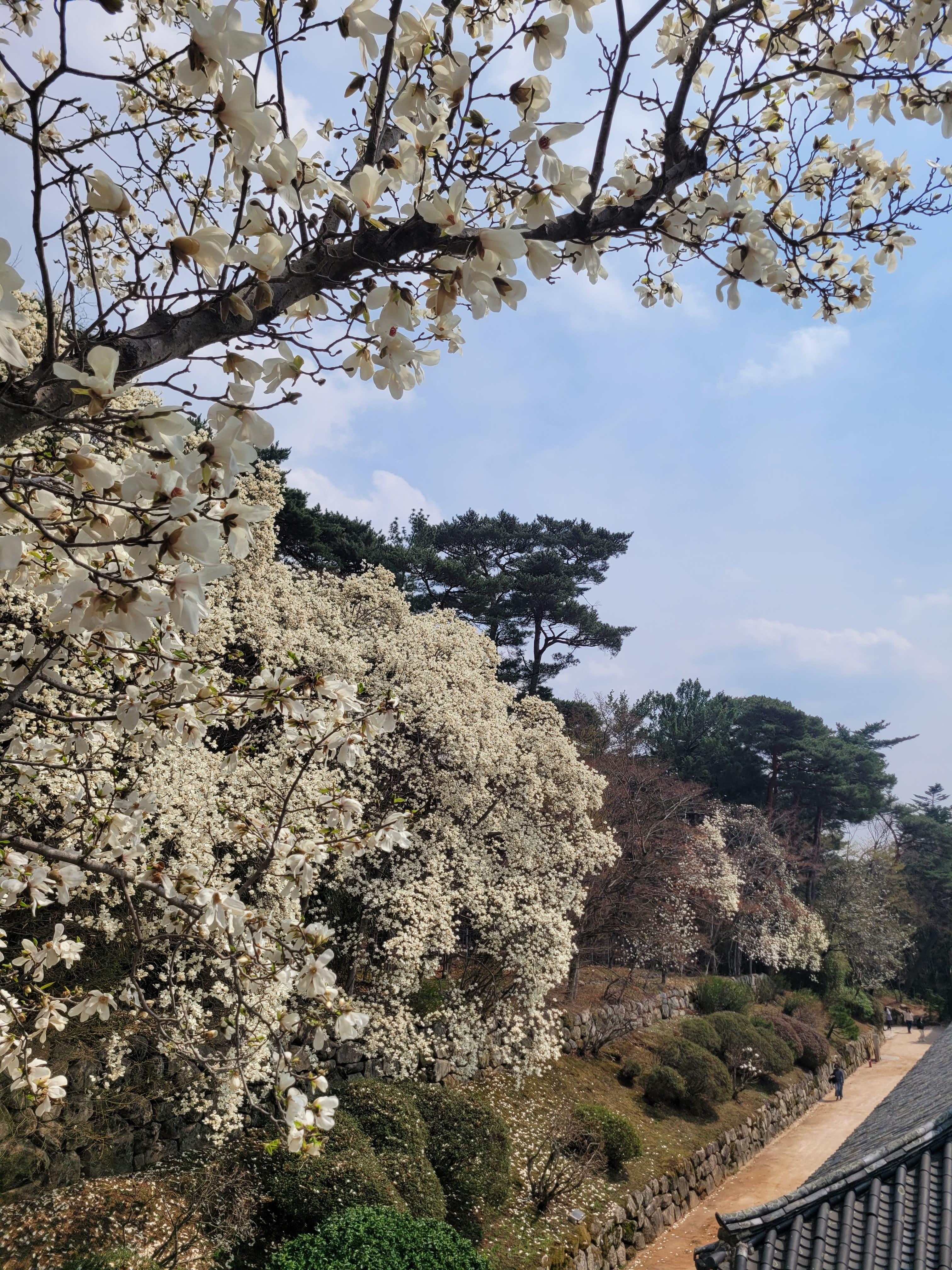 경주 불국사 벚꽃