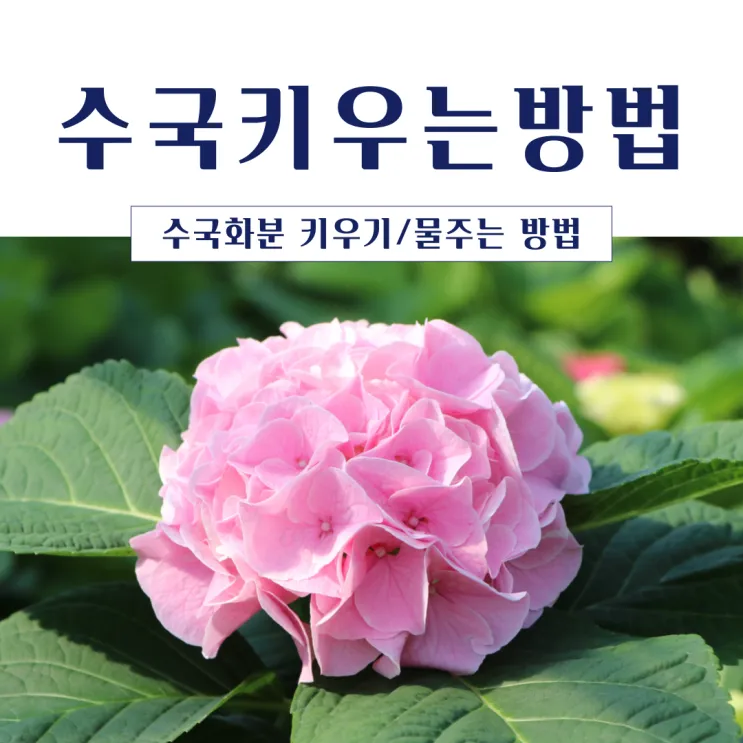 수국 키우는법 개화시기 삽목시기 가지치기 화분 물주기_1