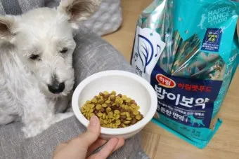 강아지 밥 거부 9가지 원인과 해결책 총정리_16