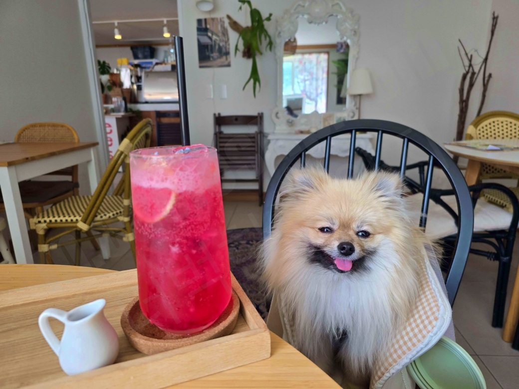 애견동반카페 강아지