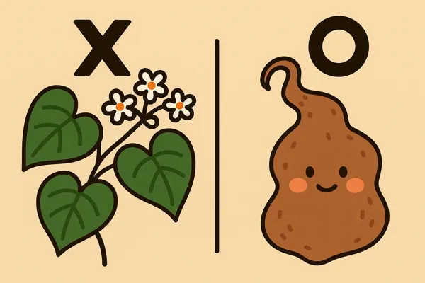 박주가리 하수오 구별법과 판별 기준11