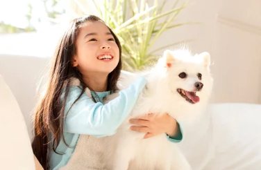 스피츠/출처:어도비스톡