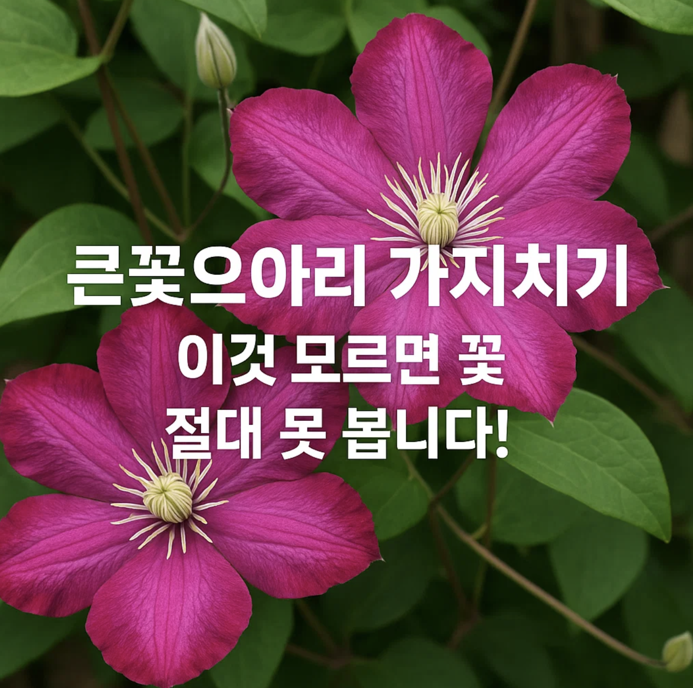 큰꽃으아리 가지치기, 이것 모르면 꽃 절대 못 봅니다!