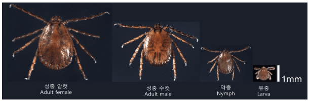 참진드기, 50대이상에겐 치명적! 산행 전 꼭 필요한 예방수칙!