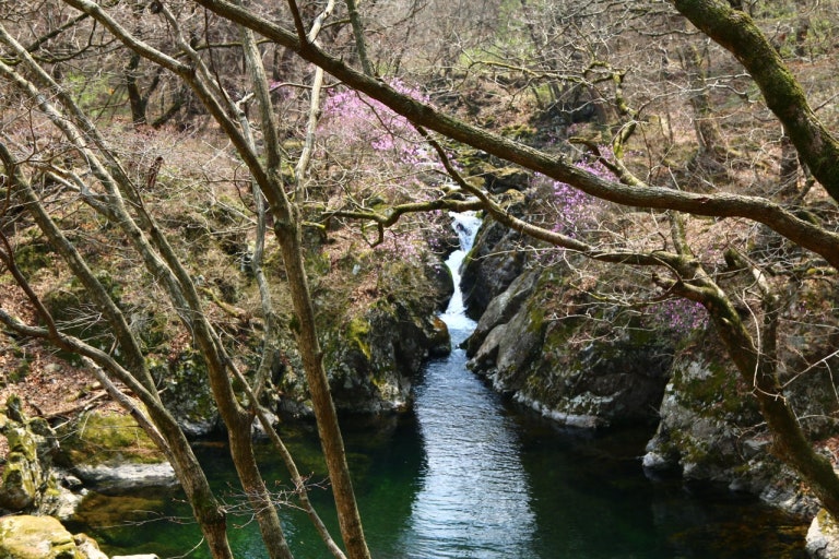 황장목 숲길