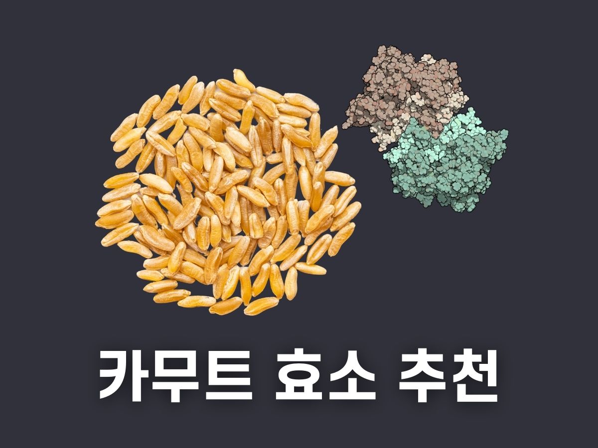 카무트 효소 추천 파는곳 먹는법