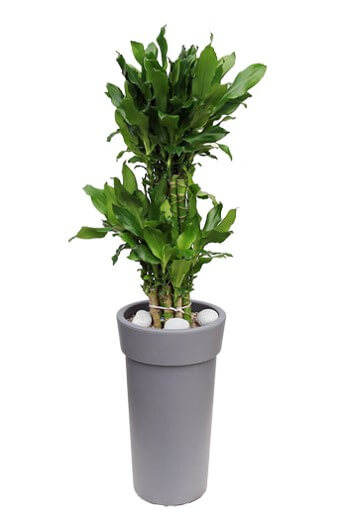 드라세나 자넷 크레이그