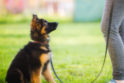 아기 저먼 셰퍼드