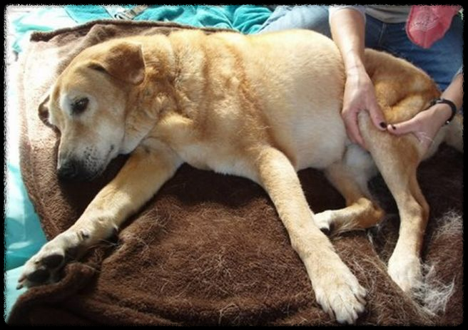 반려견이 아프기 전에 보내는 신호와 그 의미