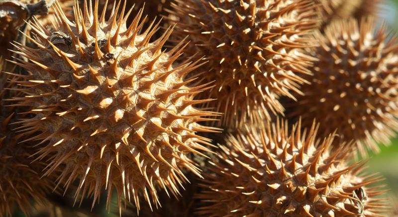 도꼬마리 효능 부작용 안전하게 복용하는 법