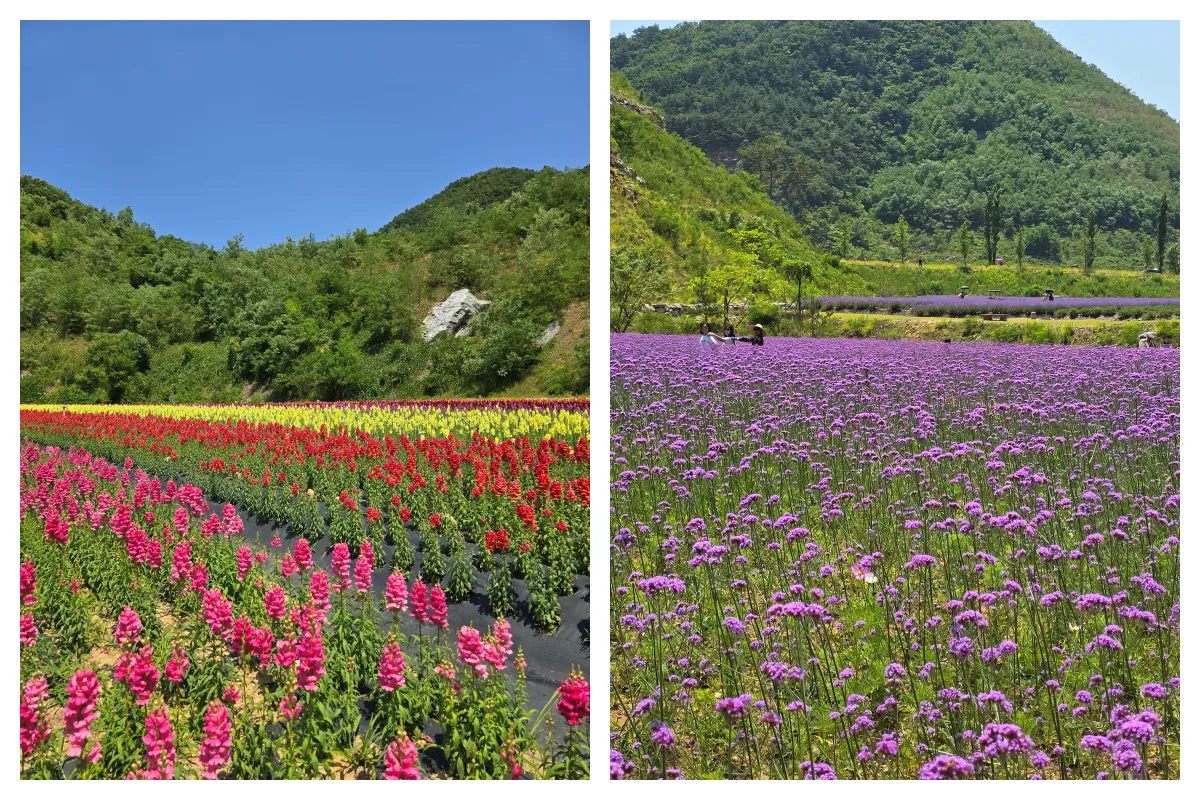 다양한꽃_산_나무_하늘
