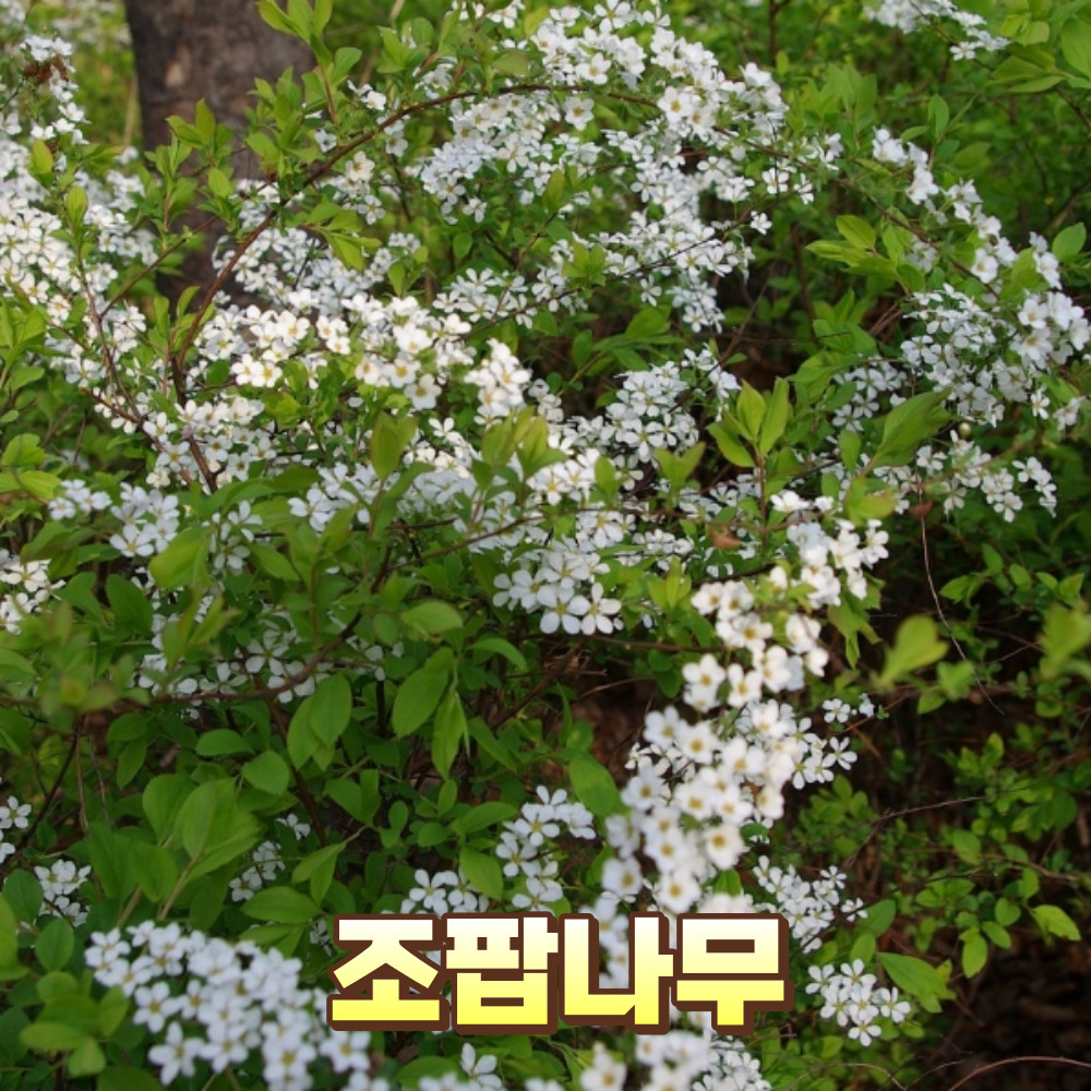 조팝나무 꽃말