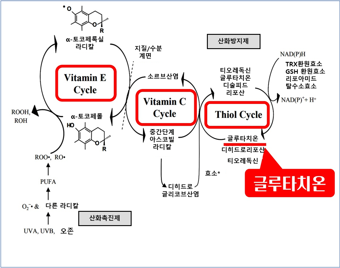 항산화 네트워크