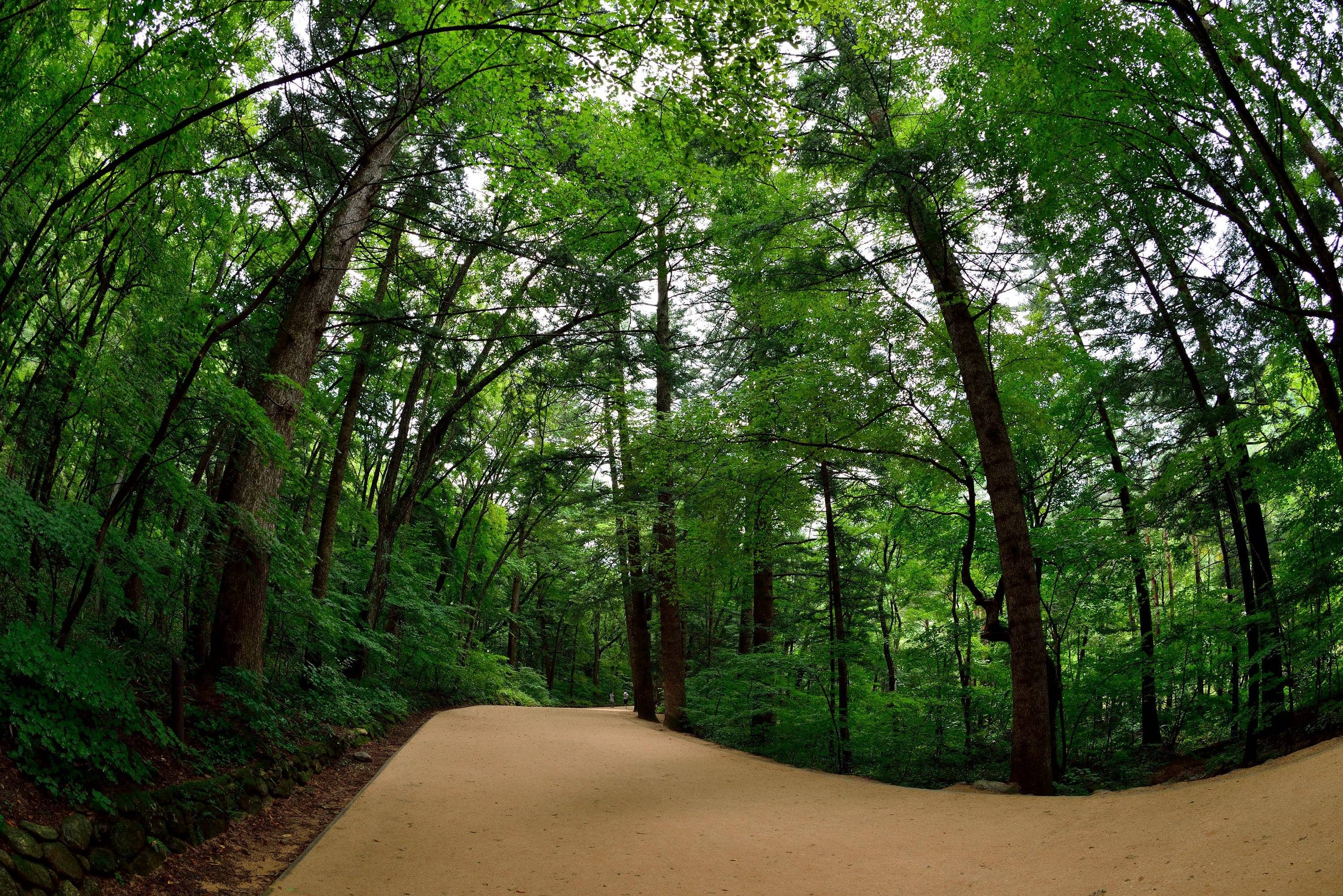 전국 3대 전나무 숲길 – 피톤치드 가득한 힐링 명소