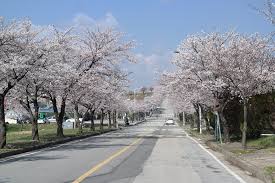 충남 벚꽃 명소 5 소개 및 호텔 아산스파비스