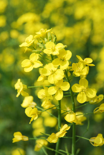 관매도 유채꽃 축제 섬 전체가 노랗게 물드는 봄날