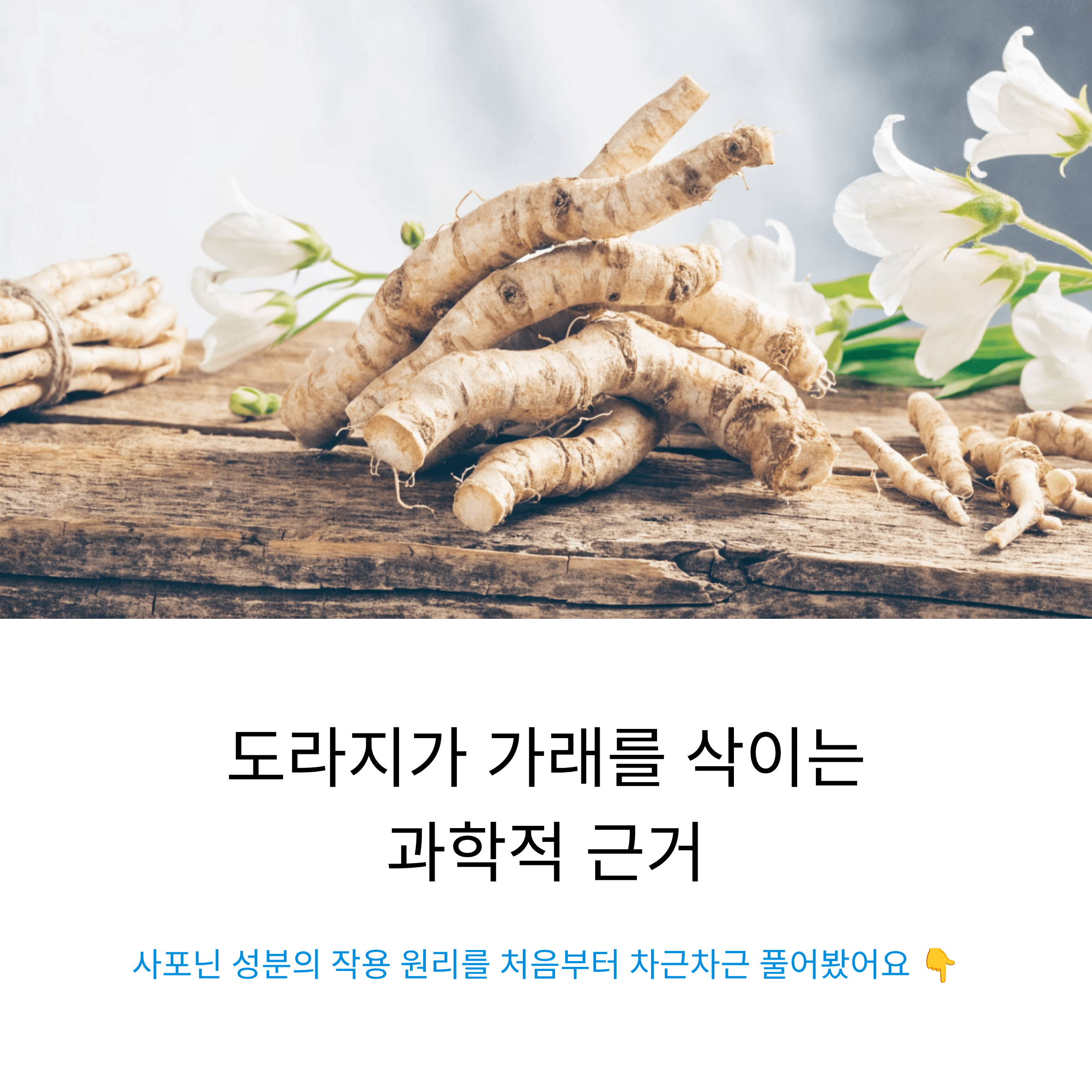 도라지 길경의 사포닌 성분이 가래와 기침에 작용하는 원리를 과학적으로 풀어보는 완벽 가이드