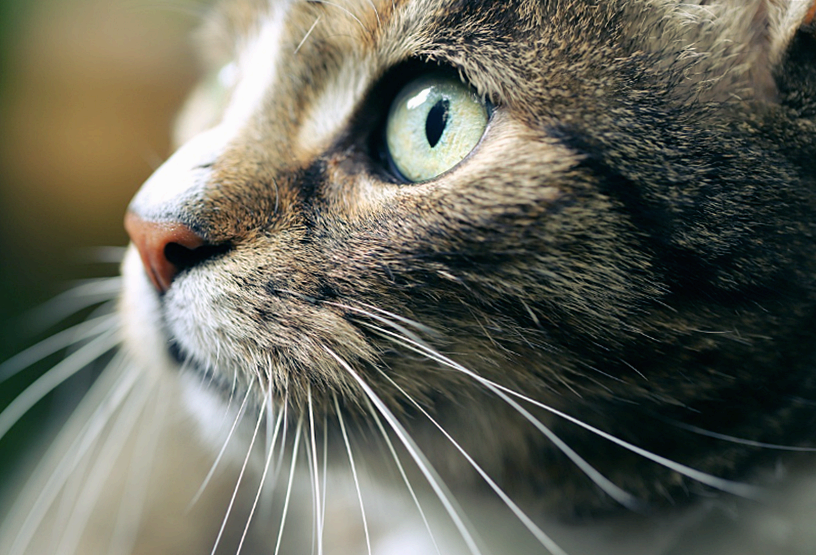 고양이 울음 증후군(묘성 증후군), 신생아가 고양이 울음소리를 내는 희귀 질환
