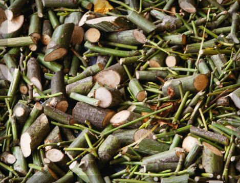 벌나무 효능, 부작용, 끓이는 법 3분 총정리