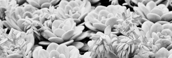 다육이 키우기 외 참고 자료