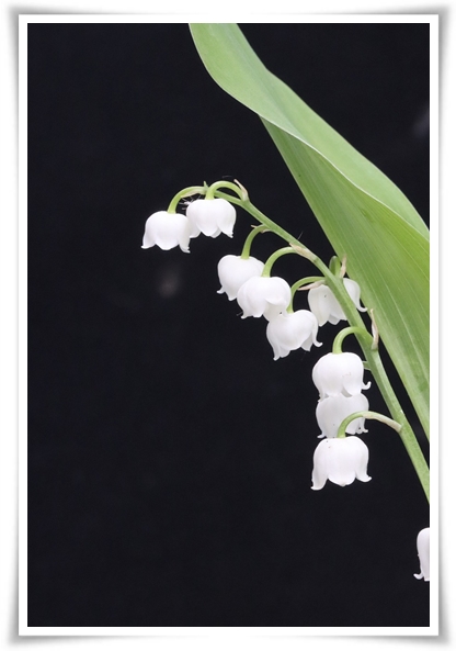 "은방울 꽃" 자연의 아름다움과 신비를 담은 작은 보석!