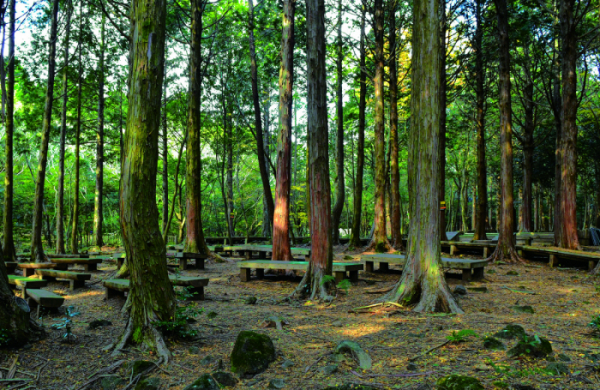호흡과 자연 치유: 자연 속에서 하는 심호흡법의 체내 영향