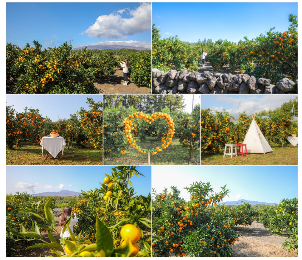휴애리 유채꽃 축제