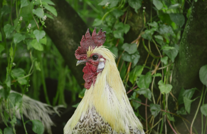 2025년 5월 닭띠 운세