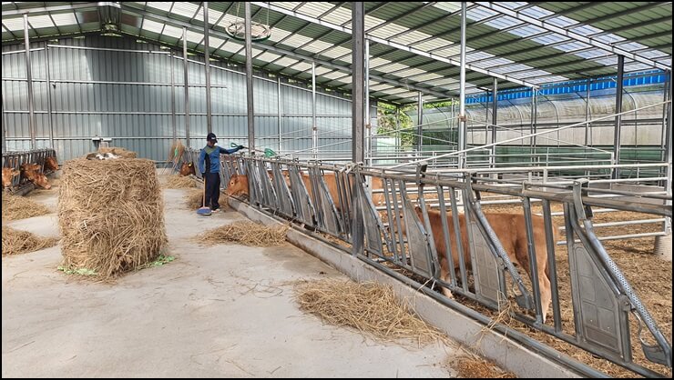 소에게-먹이를-주는-모습