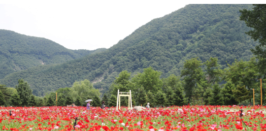 자라섬_꽃_페스타_전경