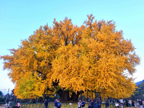 반계리 은행나무, 원주 반계리 은행나무, 반계리 은행나무 주차장, 은행나무 단풍, 은행나무 숲, 단풍절정 시기