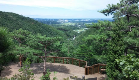 강원권 수국명소 추천 7곳, 여름 여행지로 꼭 가봐야 할 인생샷 스폿 총정리