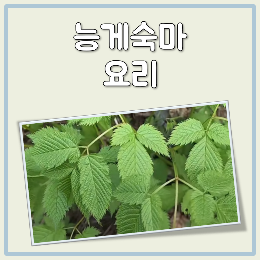 능게숙마요리 대표 이미지