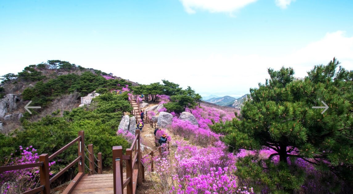 비슬산 진달래 축제