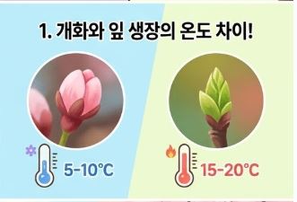 벚꽃 신비한 잡학사전