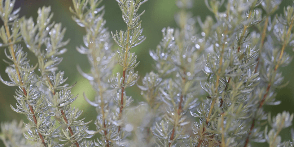 로즈마리 향신료 사진 - 5