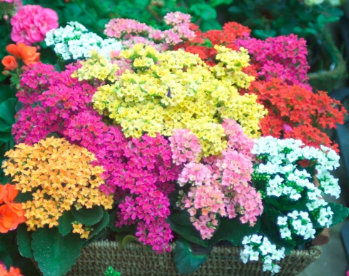 겨울 꽃 칼랑코에